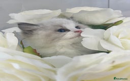 Ragdoll cats for sale: ⚜️⚜️ Male Available (Reserved).⚜️⚜️ in Warwick - Image 5