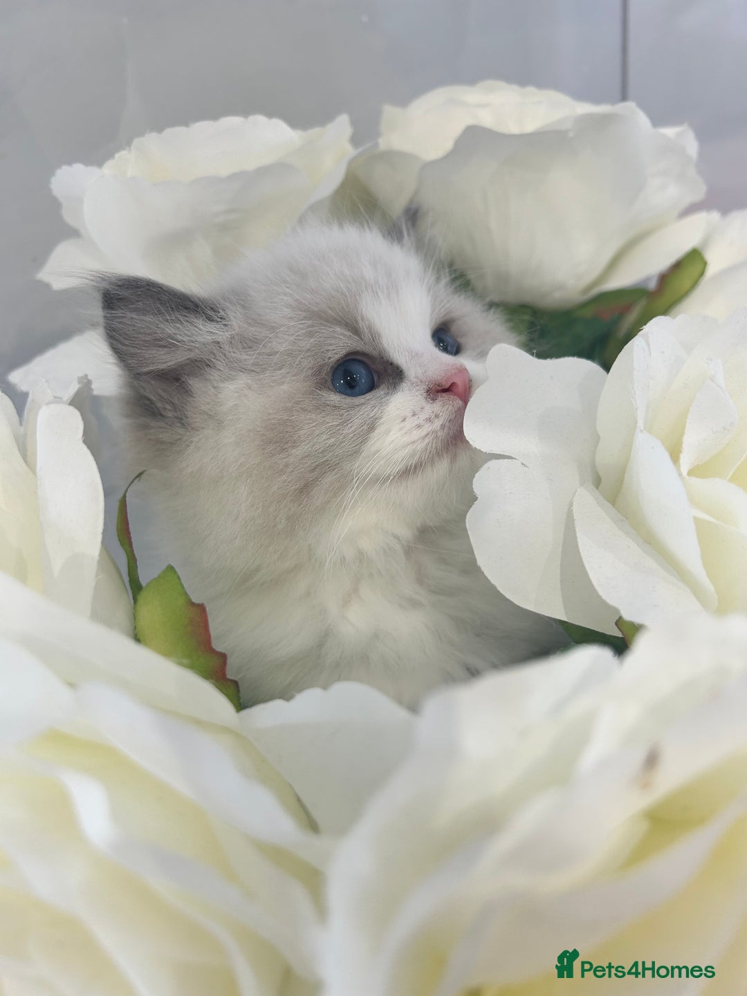 Ragdoll cats for sale: ⚜️⚜️ Male Available (Reserved).⚜️⚜️ in Warwick - Image 5
