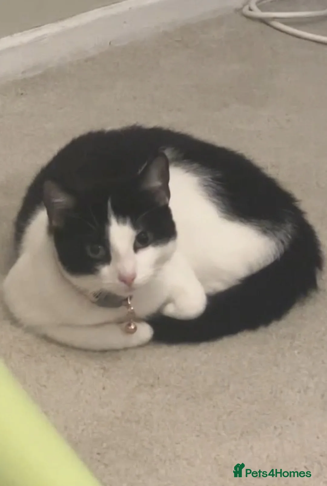 Mixed Breed cats for sale: Beautiful kittens  - Advert 10