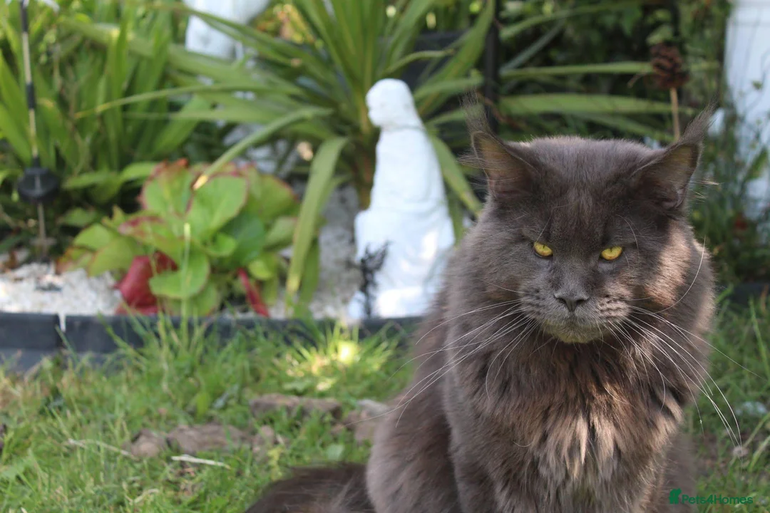 Maine Coon cats for stud: GCCF Maine coon for stud  in Ipswich - Advert 8