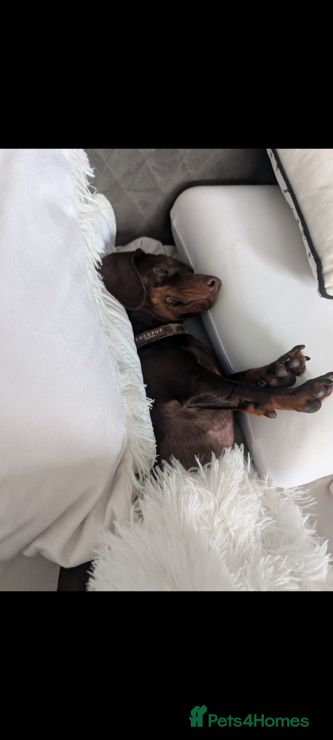 Miniature Dachshund dogs for sale: Adorable little of miniature daschunds  - Advert 17