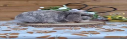 Mini Lop rabbits for sale: Friendly adult mini lop - Advert 2