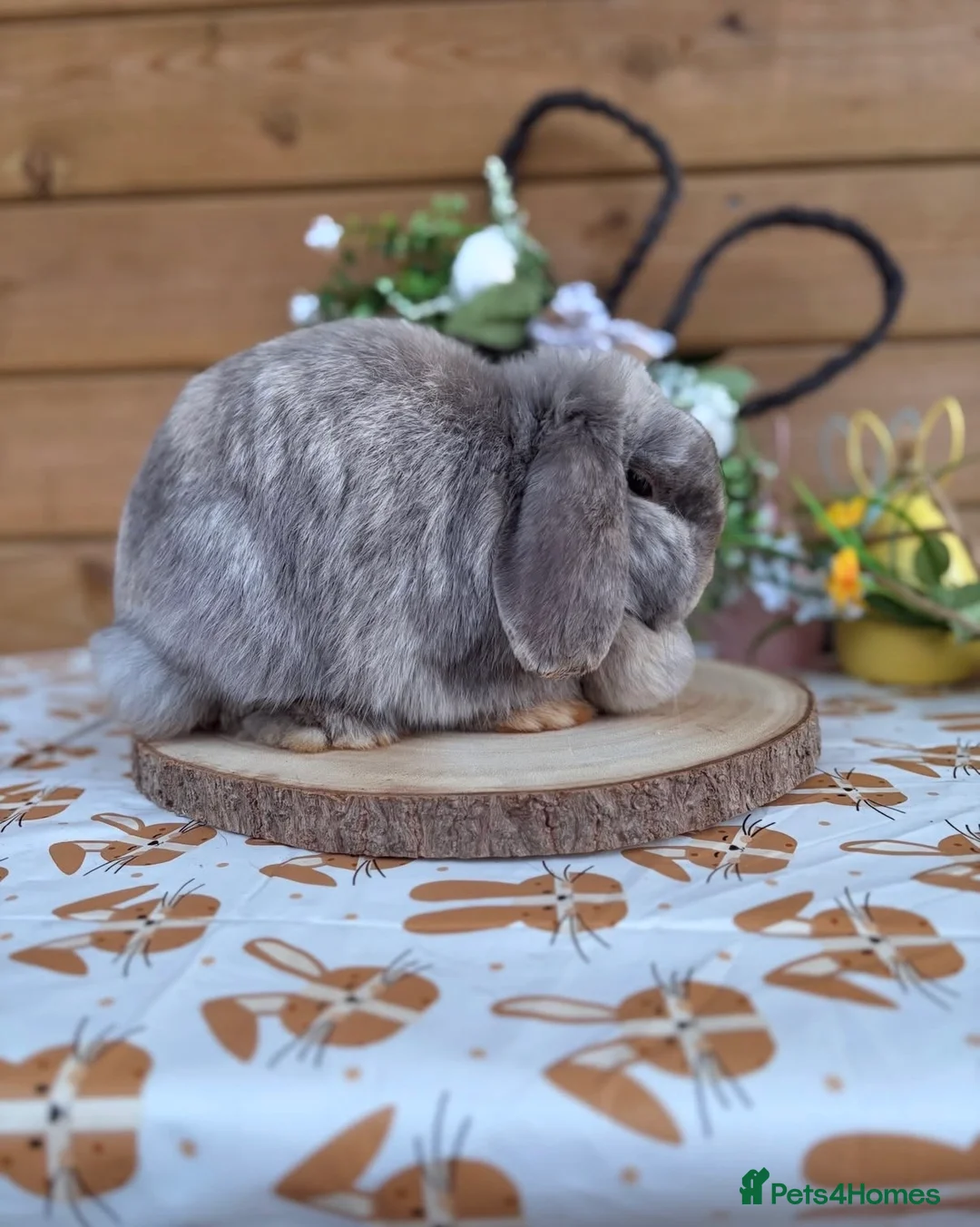 Mini Lop rabbits for sale: Friendly adult mini lop - Advert 2