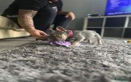 French Bulldog dogs for sale: *READY TO LEAVE* stunning lilac/tan girl frenchie - Image 28