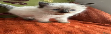 Ragdoll 3