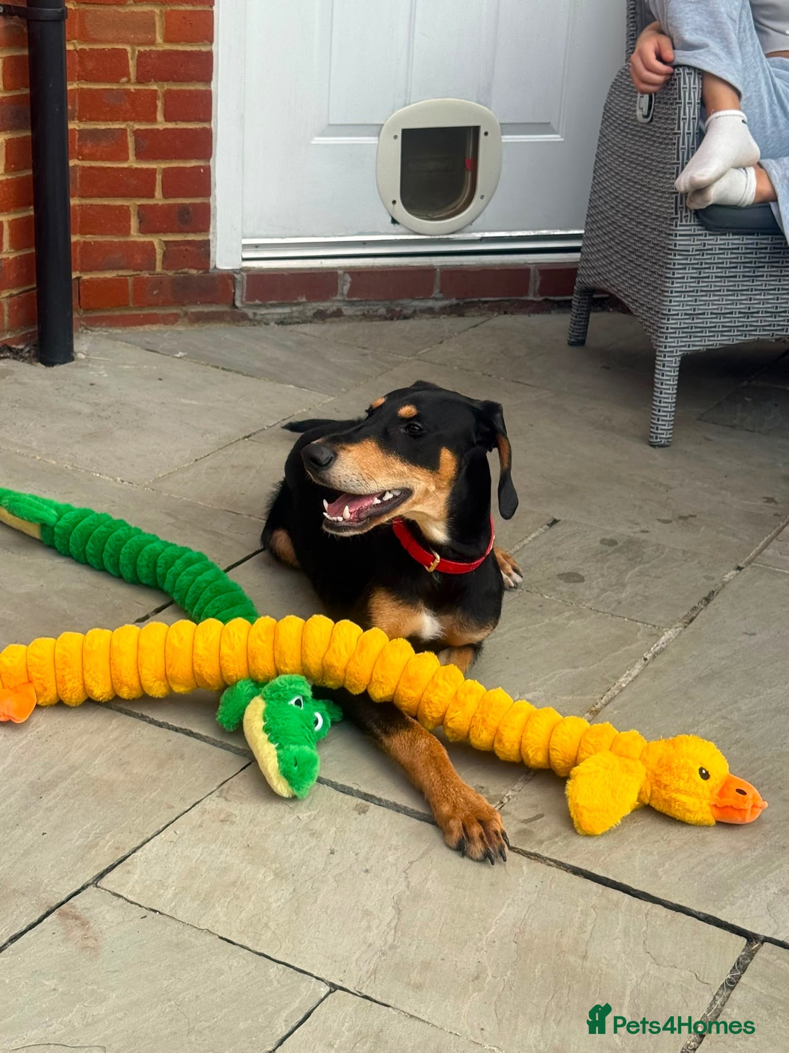 Mixed Breed dogs Diablo - Doberman cross Lurcher  - Advert 1