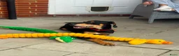 Mixed Breed dogs for sale: Diablo - Doberman cross Lurcher  - Advert 1