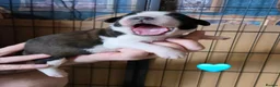 Saint Bernard dogs for sale: Saint Bernard puppies  - Advert 12