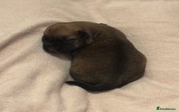 Jack Russell dogs for sale: Jack Russell puppies - Advert 5