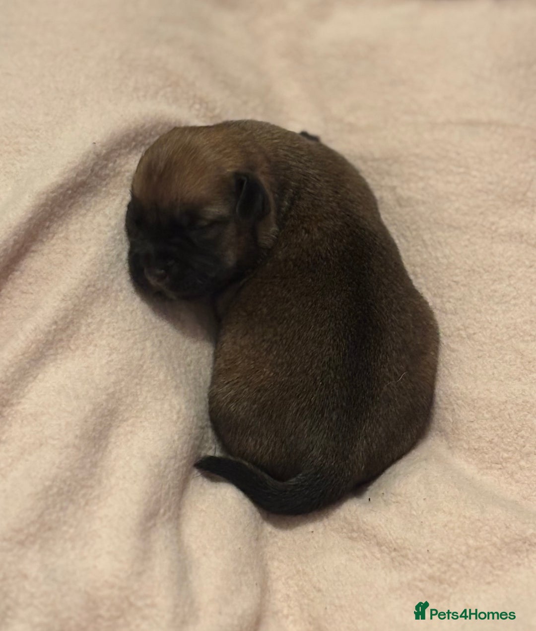 Jack Russell dogs for sale: Jack Russell puppies - Advert 5