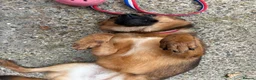 Mixed Breed dogs for adoption: Roca - Norwich Norfolk  - Advert 6