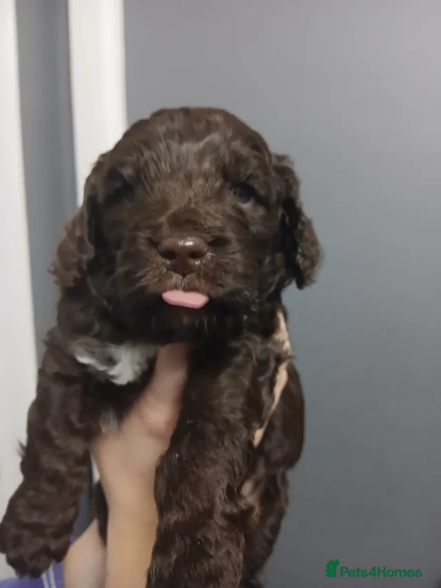 F1 miniature cockapoo male for sale in Mansfield | Pets4Homes