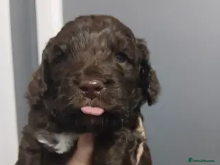 Cockapoo dogs F1 miniature cockapoo male - Advert 1