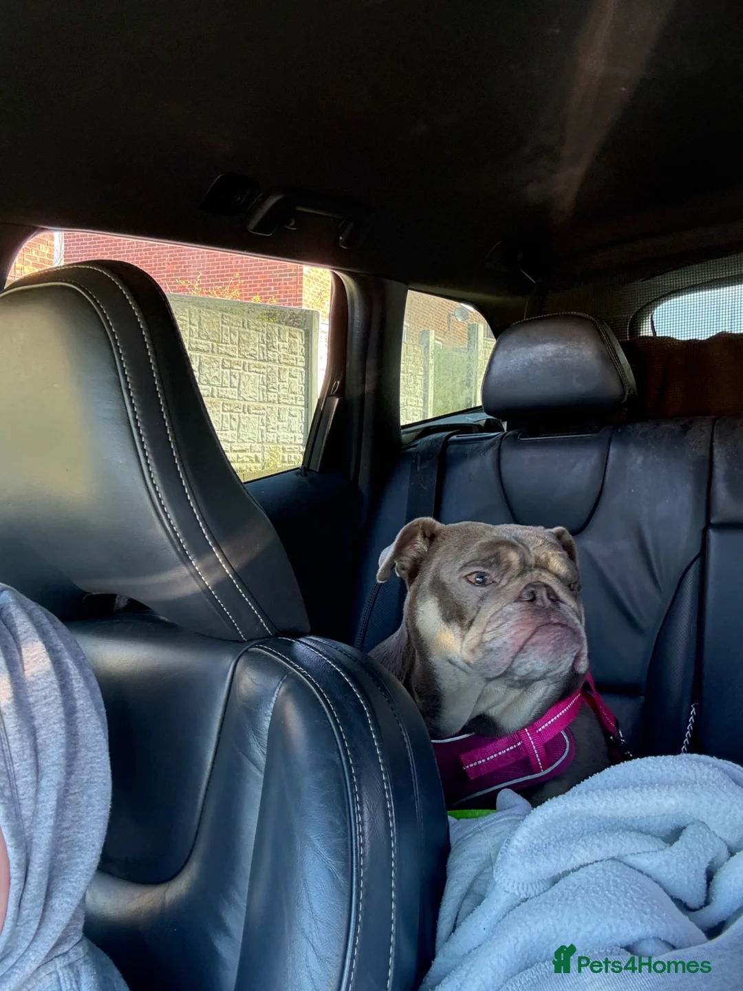 English Bulldog dogs for sale: English bulldog girl 2.5yrs old  - Advert 2