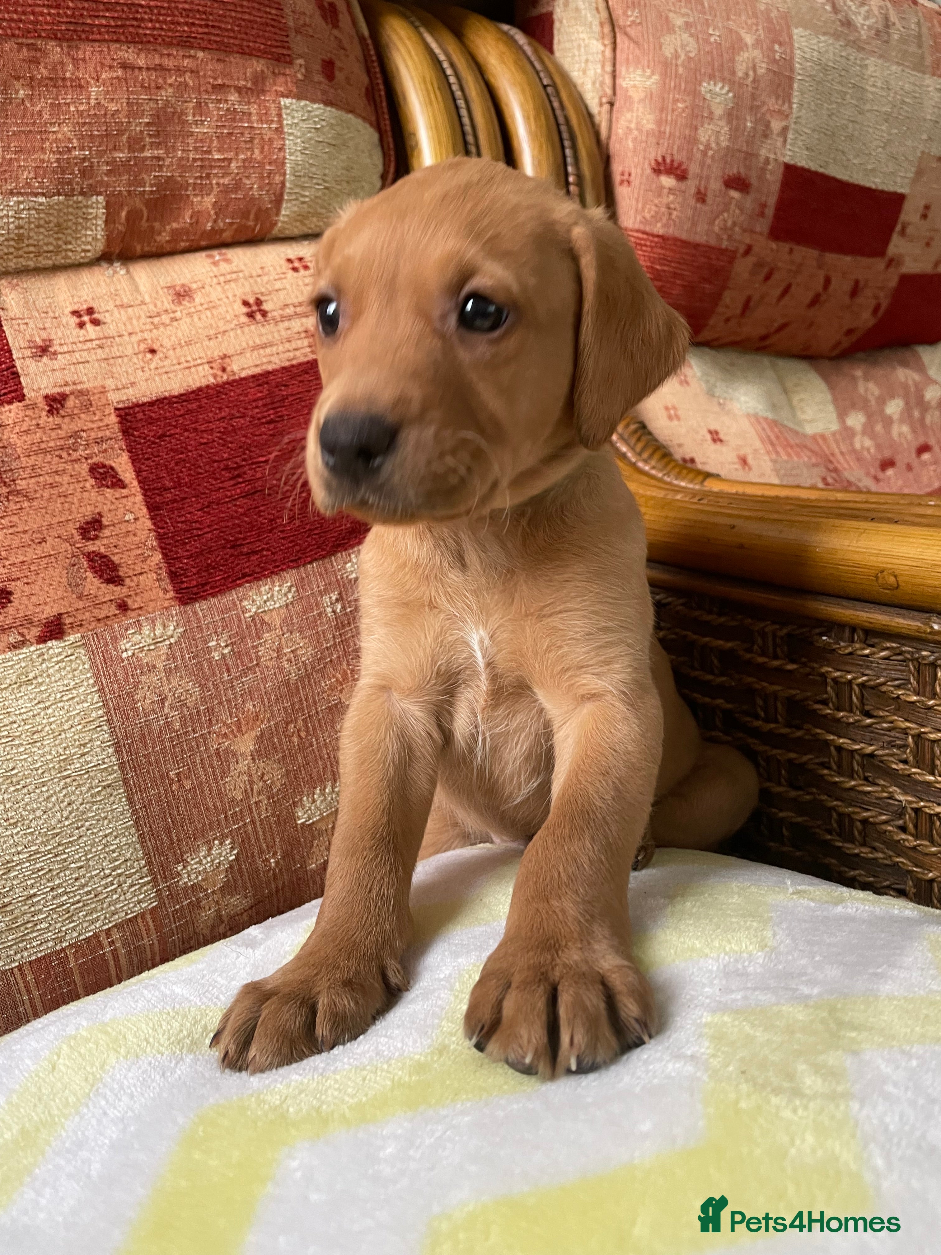 Labrador Retriever dogs Stunning Fox Red Labrador Boy - KC registered - Advert 9