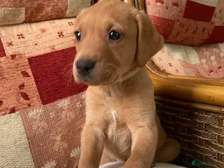 Labrador Retriever dogs Stunning Fox Red Labrador Boy - KC registered - Advert 9