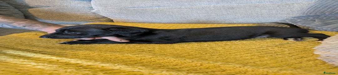 Lurcher Puppy 5