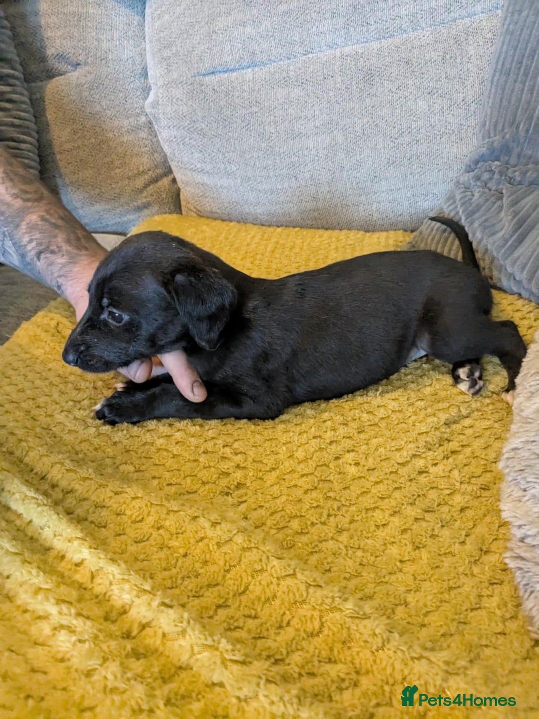 Lurcher dogs for sale: Lurcher pups whippet cross  - Image 3