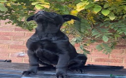 German Shepherd dogs for sale: Exceptional KC Reg DDR GSD Puppies Rare Bloodlines - Image 19