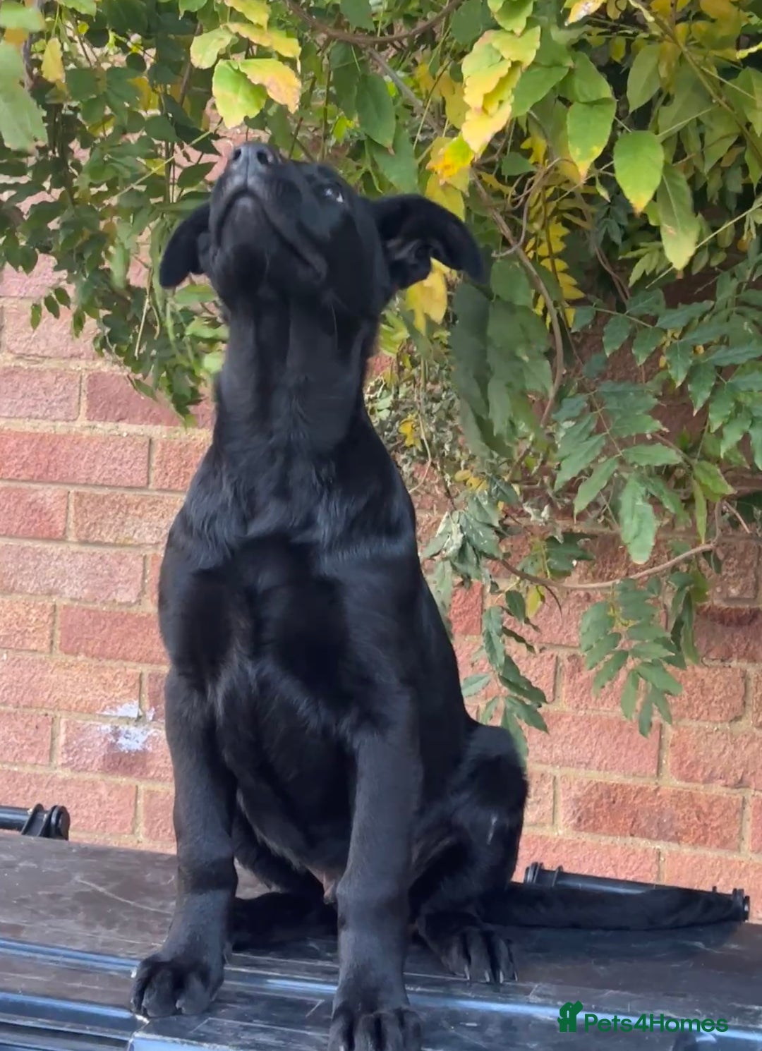 German Shepherd dogs for sale: Exceptional KC Reg DDR GSD Puppies Rare Bloodlines - Image 19