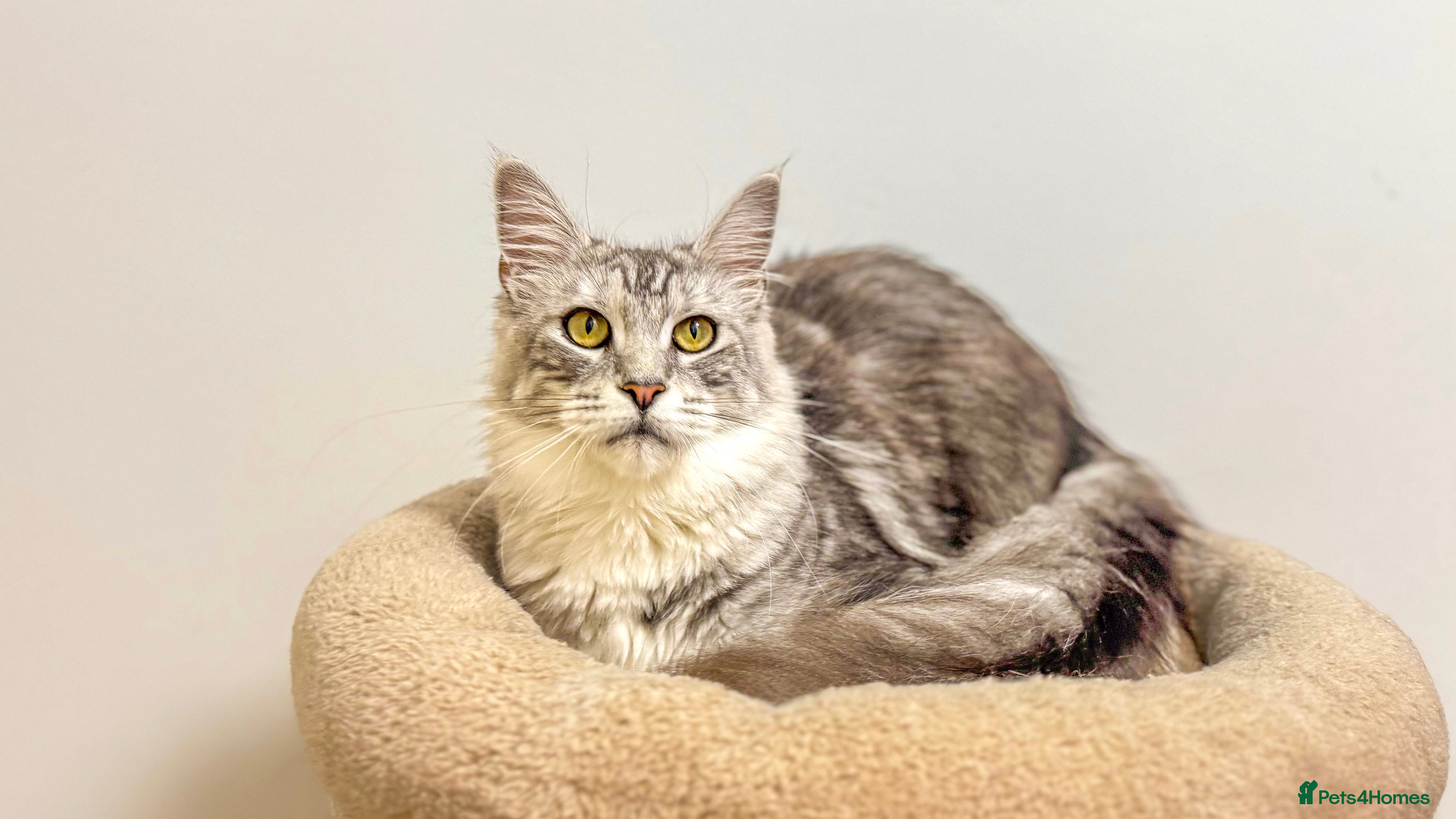 Maine Coon cats Beautiful TICA-Registered Female Maine Coons Ready - Advert 2