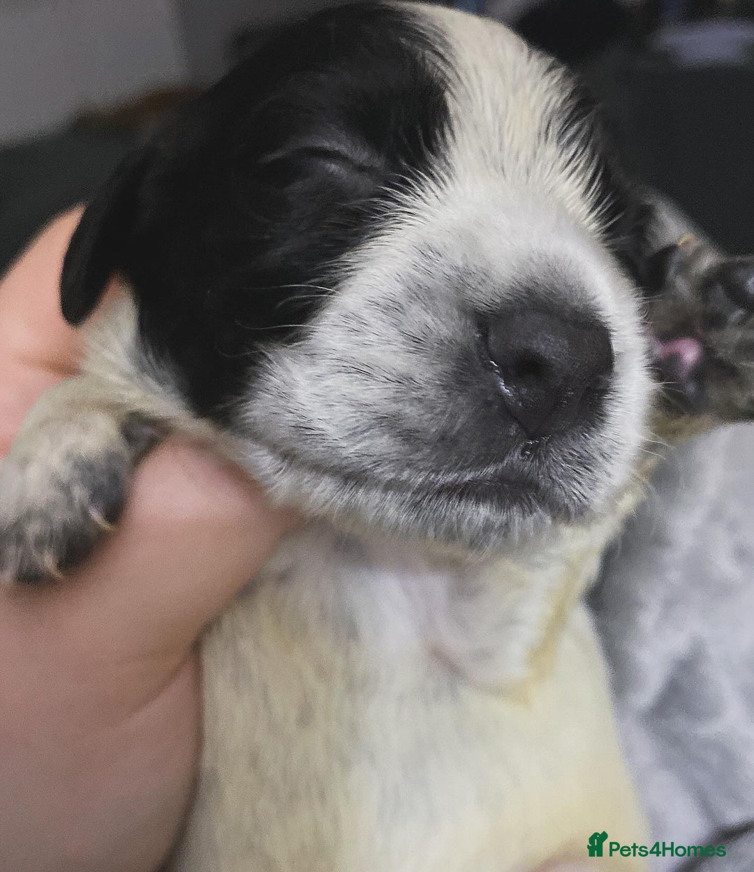 Sprocker dogs for sale: Beautiful Sprocker Puppies Ready 30th December - Advert 15