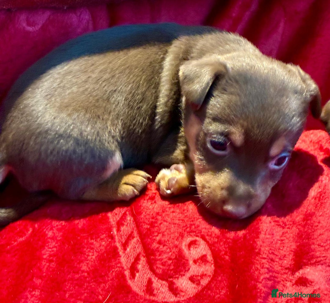 Jack Russell dogs for sale: Miniature Jack Russel Pups for sale - Advert 10