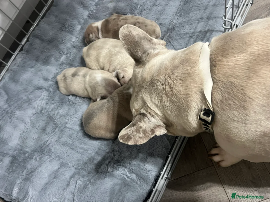 French Bulldog dogs for sale: 1 male French Bulldog Pup left  - Advert 23