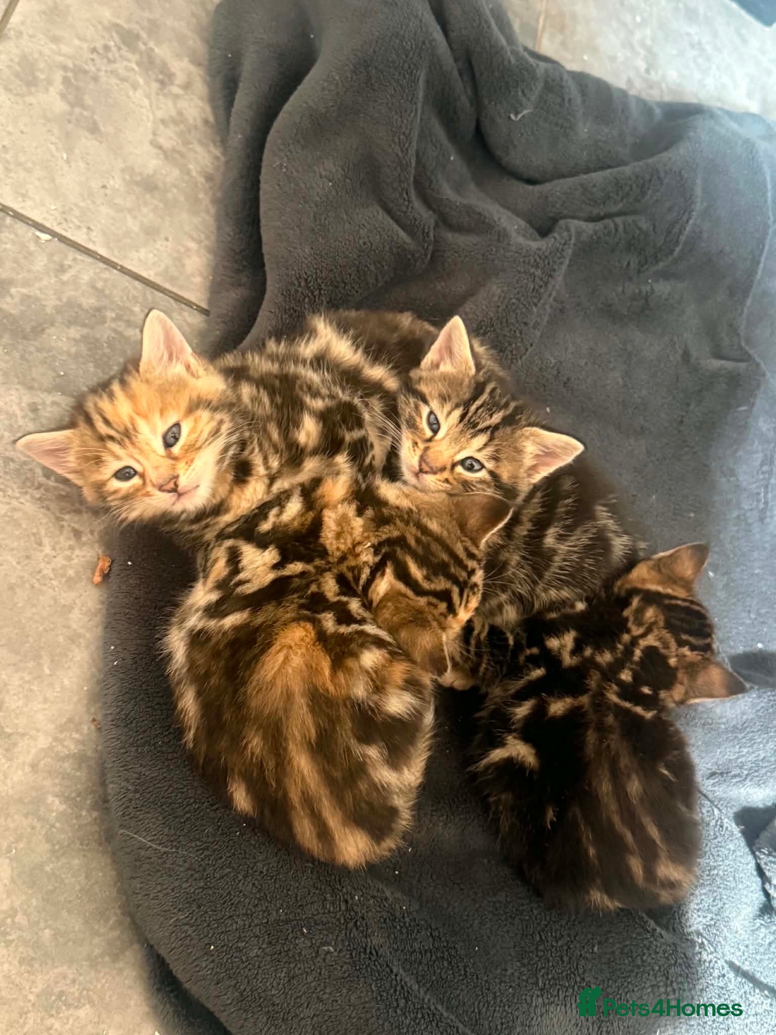 Mixed Breed cats Beautiful long haired Torbie x Bengal kittens - Advert 16