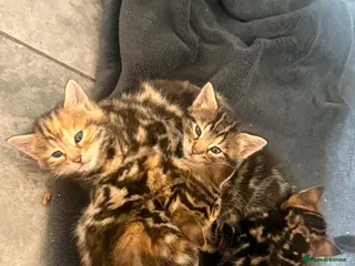 Mixed Breed cats Beautiful long haired Torbie x Bengal kittens - Advert 6