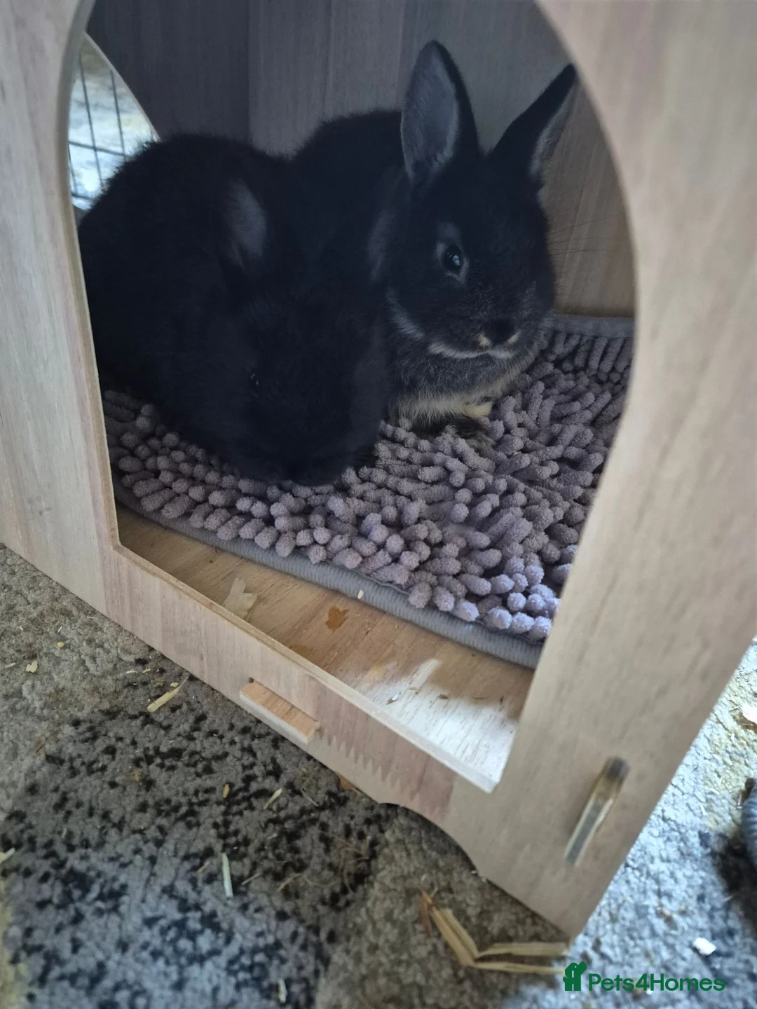 Dwarf Lop rabbits for sale: 2 male rabbits coco and fudge brothers. - Advert 2