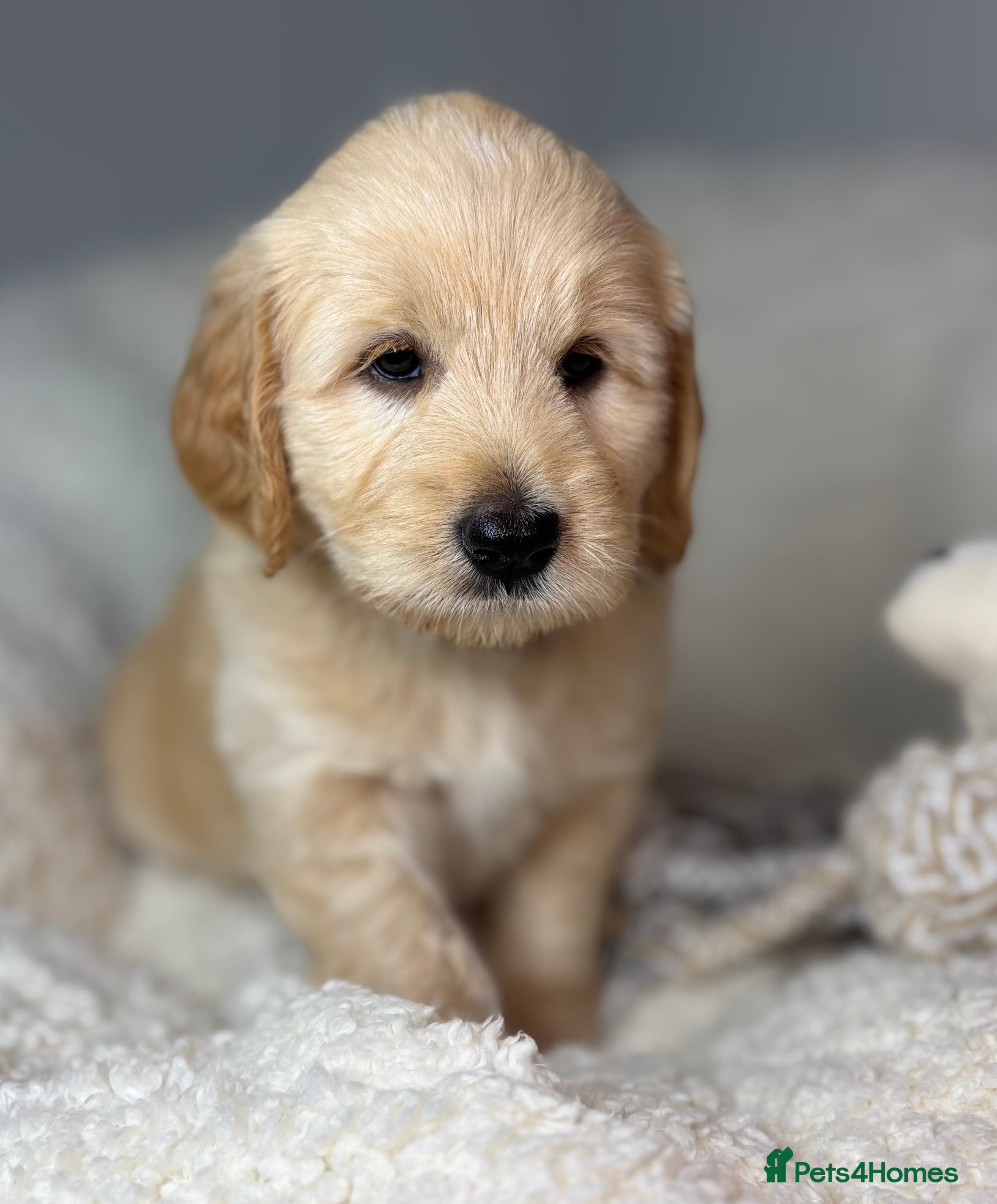 Goldendoodle dogs  Health Tested Multigen Goldendoodle Puppies  - Advert 2