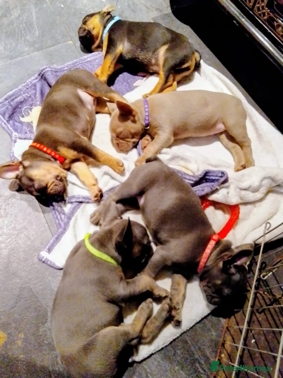 French Bulldog dogs for sale: French bulldogs puppies  - Advert 11