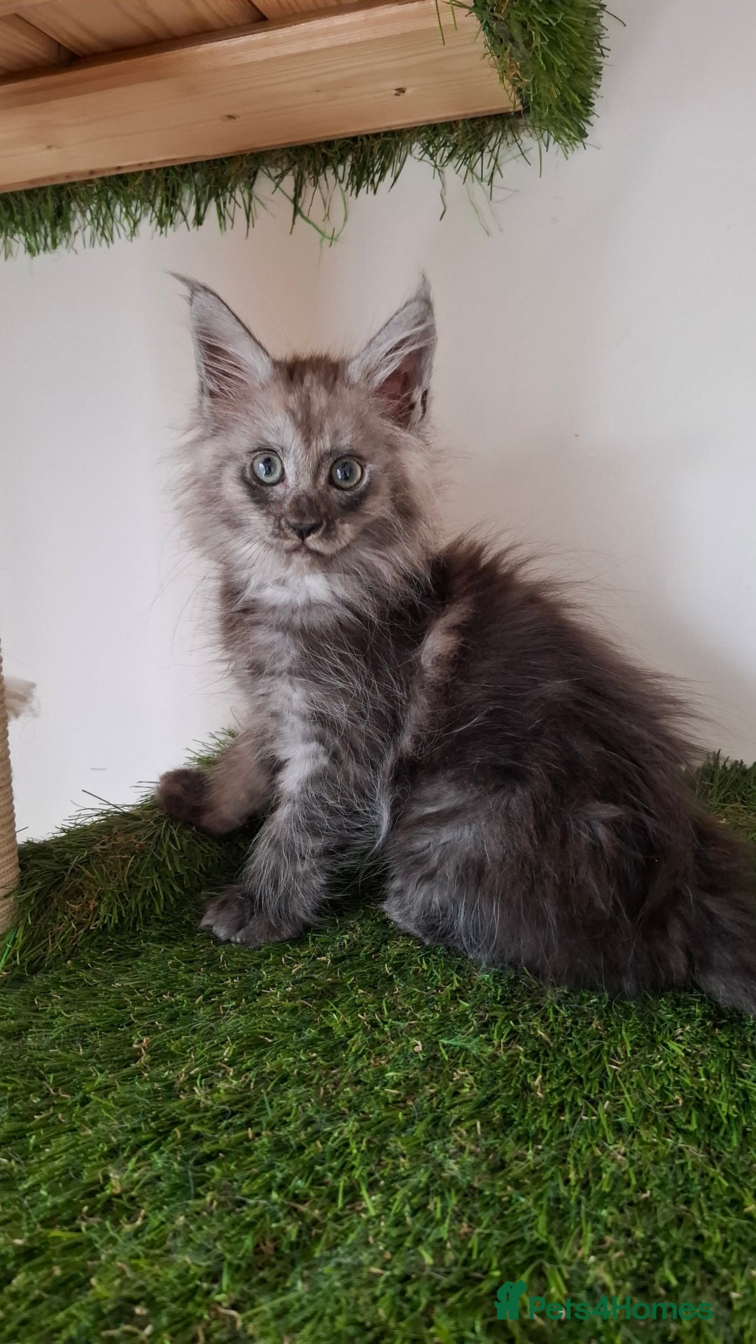 Maine Coon cats for sale: Pedigree Maine Coon kittens  - Image 4