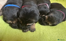 German Shepherd dogs for sale: German Shepard puppies  - Image 6