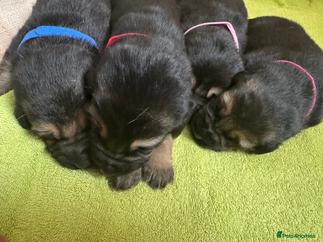 German Shepherd dogs for sale: German Shepard puppies  - Image 6