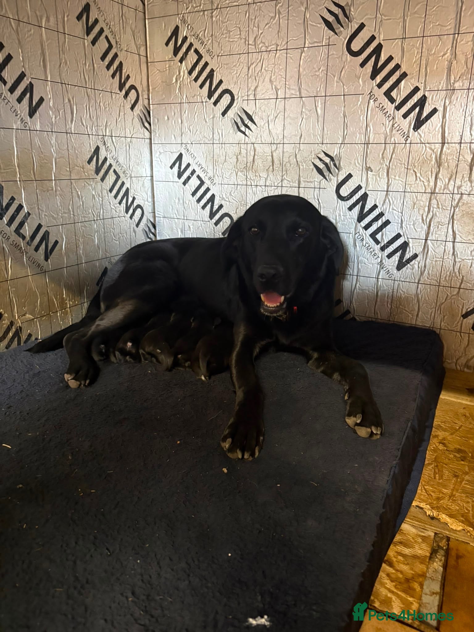 Labrador Retriever dogs for sale: Stunning Black Working Labrador Pups - Advert 1