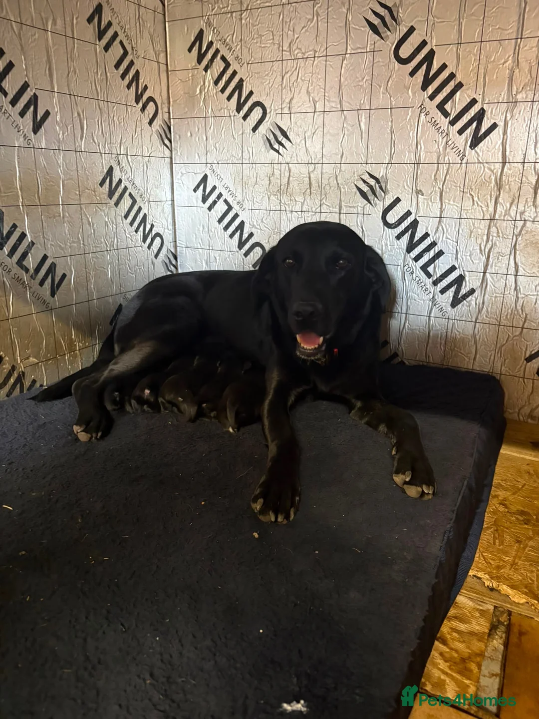 Labrador Retriever dogs for sale: Stunning Black Working Labrador Pups - Advert 1