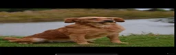 Golden Retriever dogs for sale: Stunning kc reg golden retriever puppies  - Advert 10