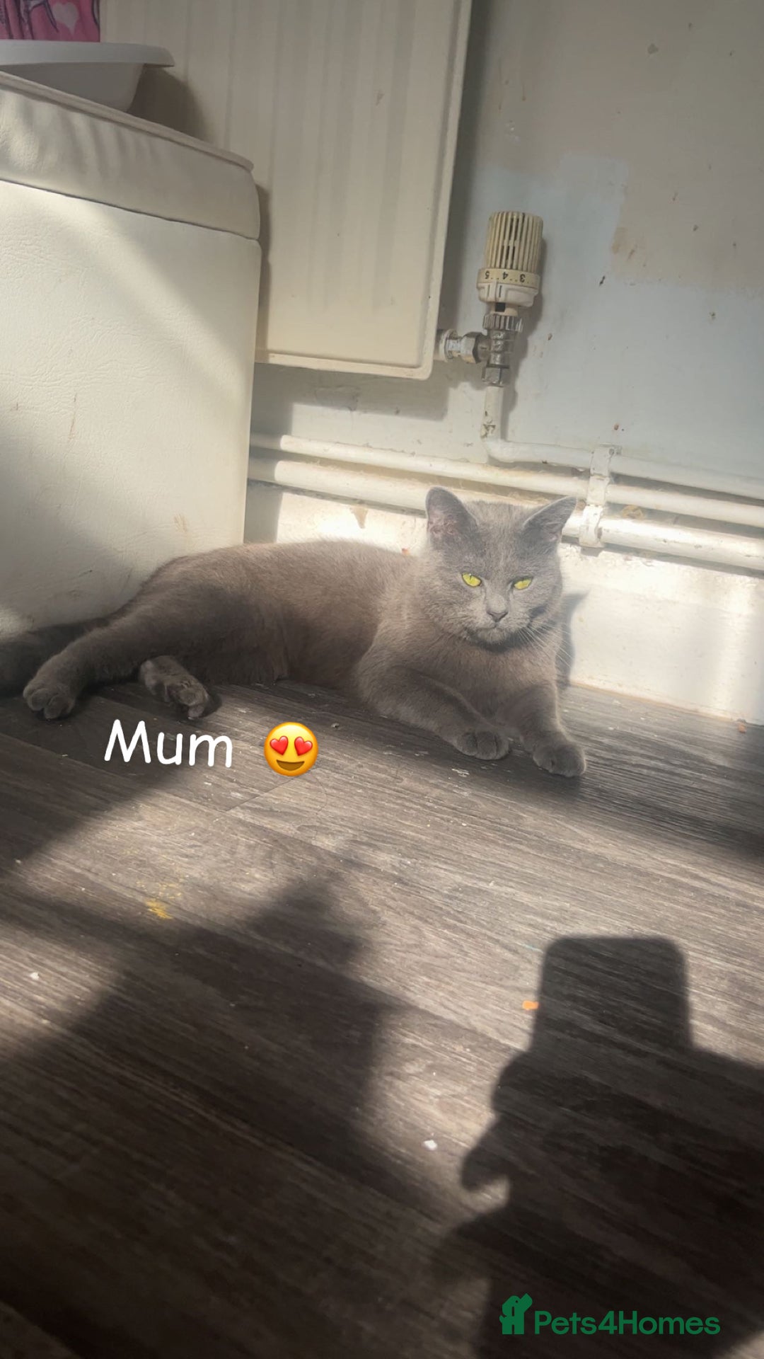 British Shorthair cats for sale: ⭐️Bsh kittens⭐️ - Image 4