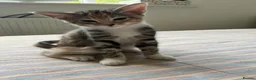 Mixed Breed cats for sale: 6 lovely female kittens.  - Advert 22