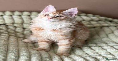 Maine Coon cats - Advert 13