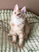 Maine Coon cats - Advert 13