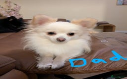 Chihuahua dogs for sale: Tiny chihuahua pups  - Image 10