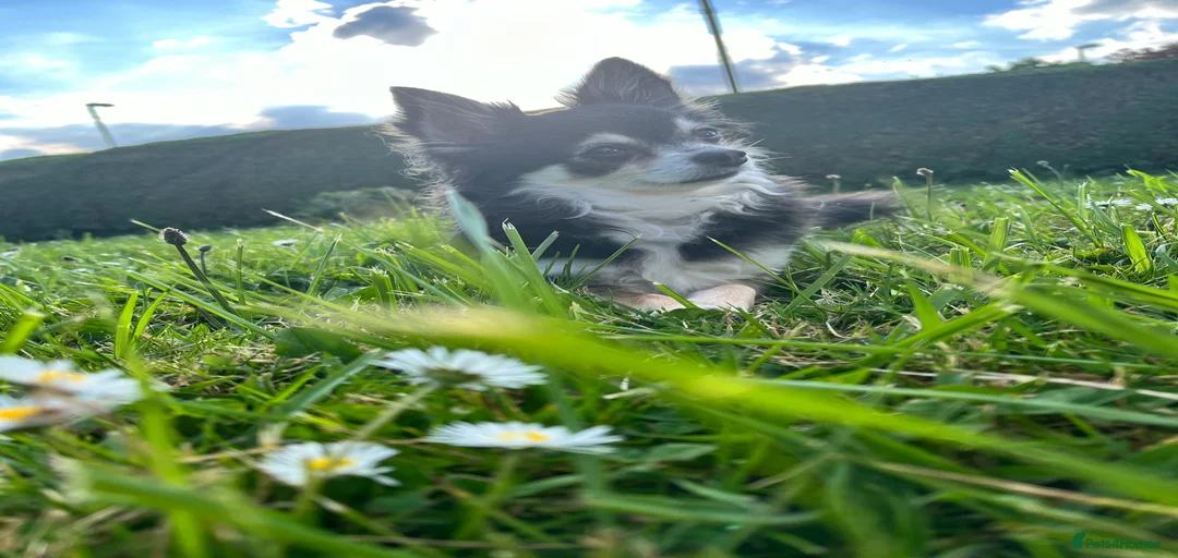 Gallery Image {{count}}