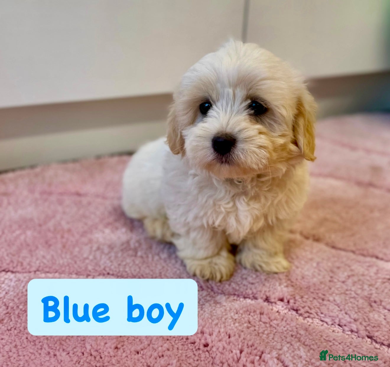 Coton De Tulear dogs KC Reg Health Tested Coton de Tuléar Puppies - Advert 2