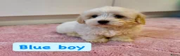 Coton De Tulear dogs for sale: KC Reg Health Tested Coton de Tuléar Puppies - Advert 2