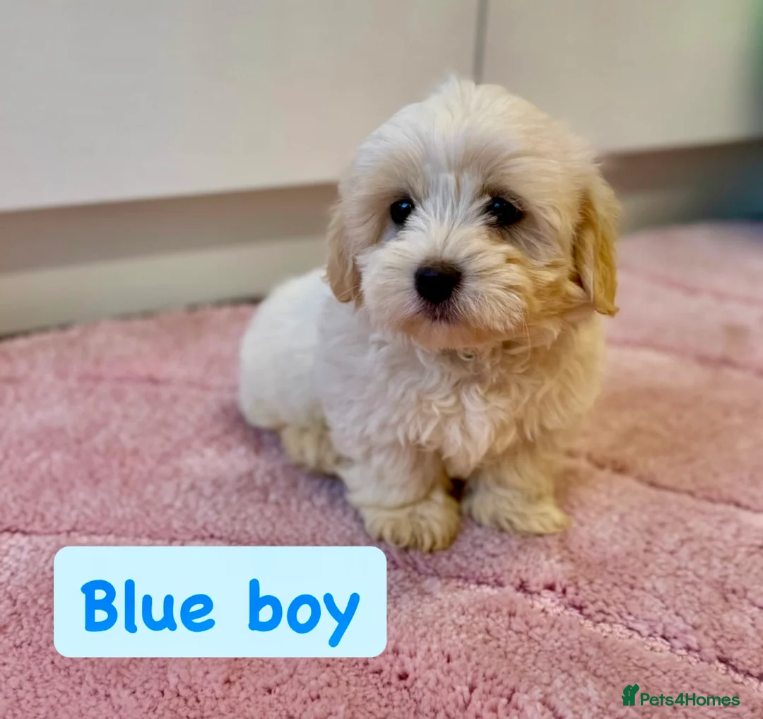 Coton De Tulear dogs for sale: KC Reg Health Tested Coton de Tuléar Puppies - Advert 2