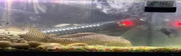 Catfish fish for sale: Huge 36cm Female Sailfin Pleco Ready 4 Large Tank  - Advert 4