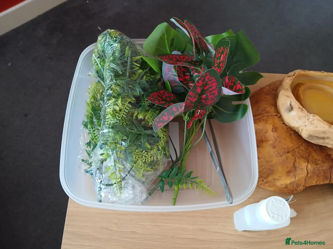 Mixed Breed reptiles for sale: Snake tank vivarium 3ft in Rainham - Advert 2